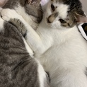 2才と4才のメスです。宜しくお願い致します。