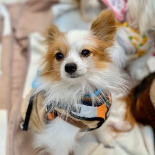 小さなパピヨンのあおくん