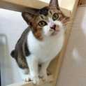 天然お惚けがとっても可愛い甘えん坊サワディ坊ちゃん