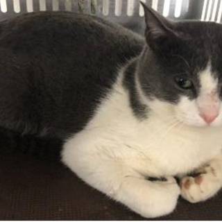 譲渡されました。