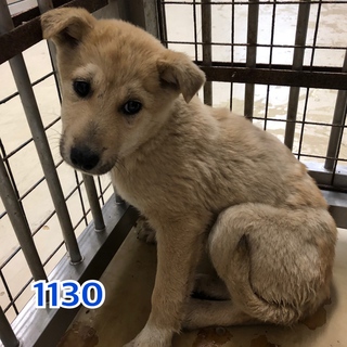 とても怖がりな子犬です。1130