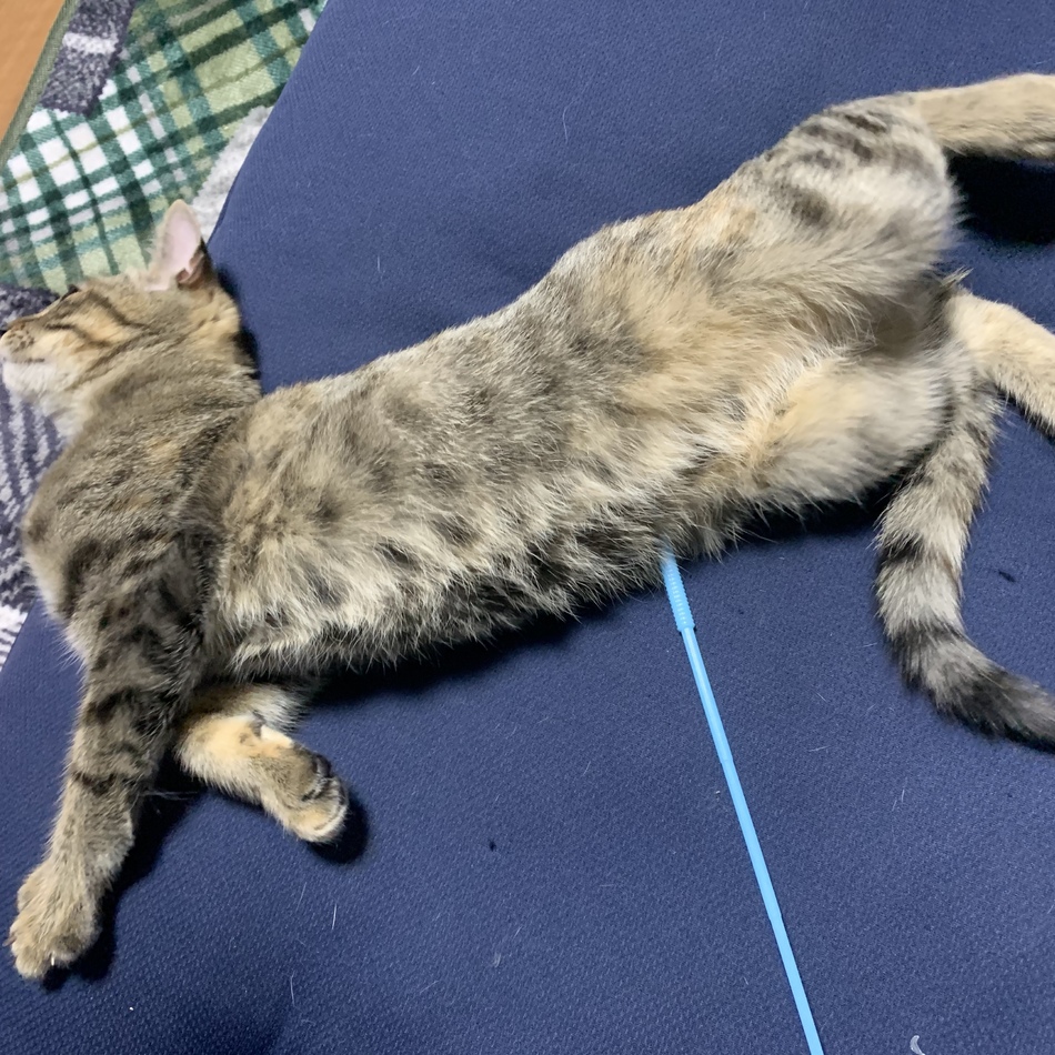 リンのカバー写真