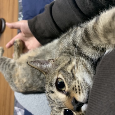 のび〜っとして甘えてます❤️