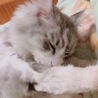 crecocoさん
