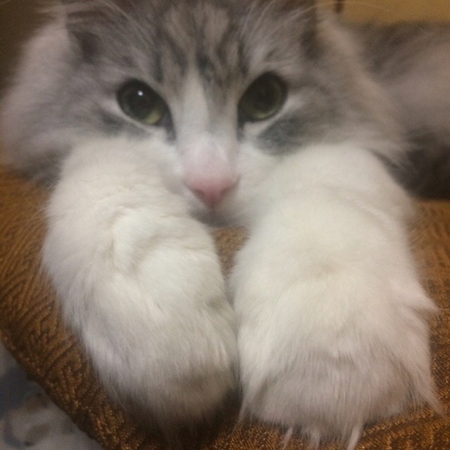 crecocoのカバー写真