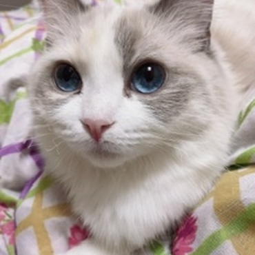 てんちゃんの写真