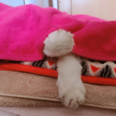 おててかわいい
