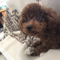 ひまり