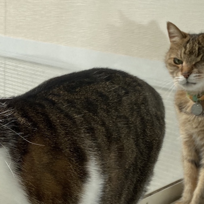 おんむのカバー写真