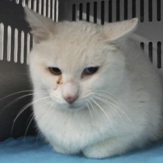 里親様に迎えられました。成猫♂345