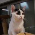 甘えん坊兄妹まちちゃん、留守番可、医療・しつけ済
