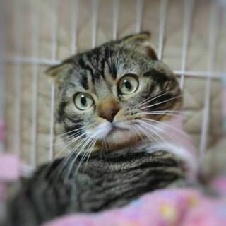 【2/23浅草橋】耳折れスコ♡ミッキーくん