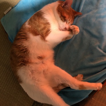 の写真
