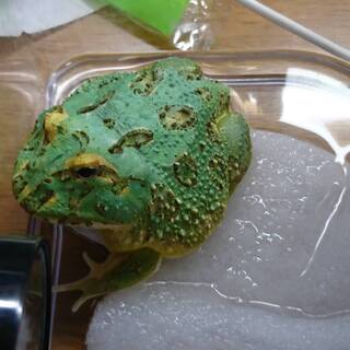 クランウェルツノガエル・ペパーミント♀【交渉中】
