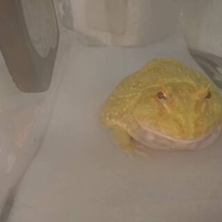 クランウェルツノガエル・パイナップル♂【交渉中】