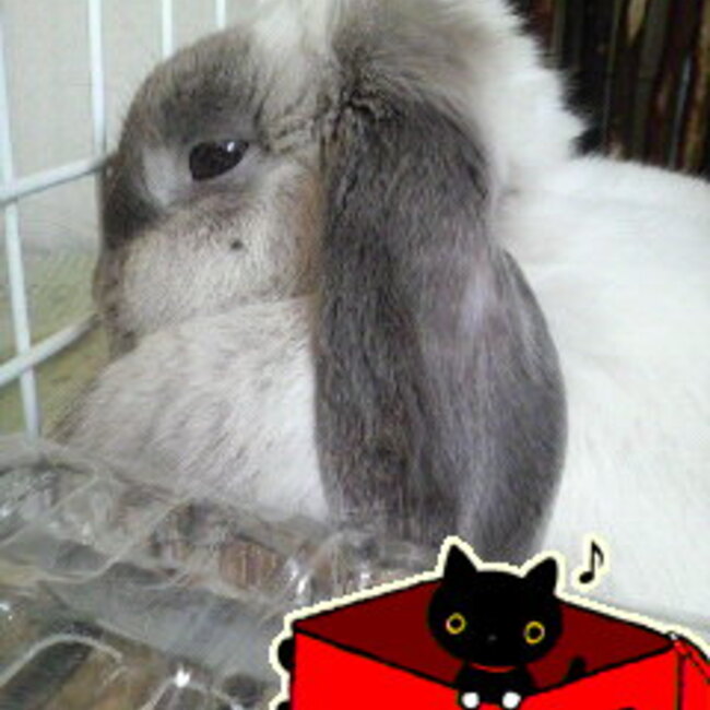 konekonokoのカバー写真