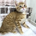 貴方に会いに来ました！寂しがり屋のチビ君です。