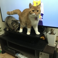 アンバー