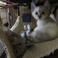 クロエ