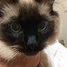 としっち