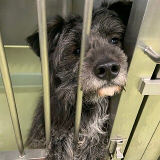 元気いっぱい♪陽気なドリー君