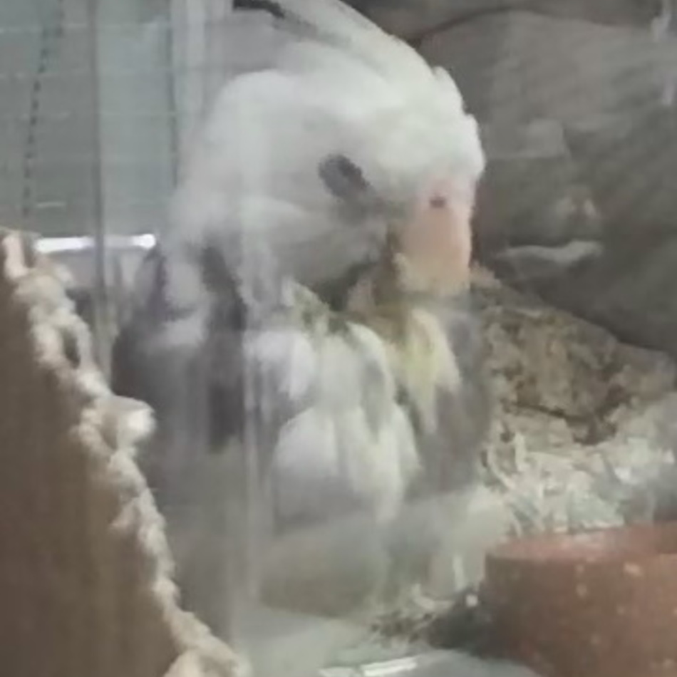 まふぃんのカバー写真