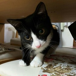 ◎大阪府豊中市・2月23日(日)猫さんたちの譲渡会開催◎