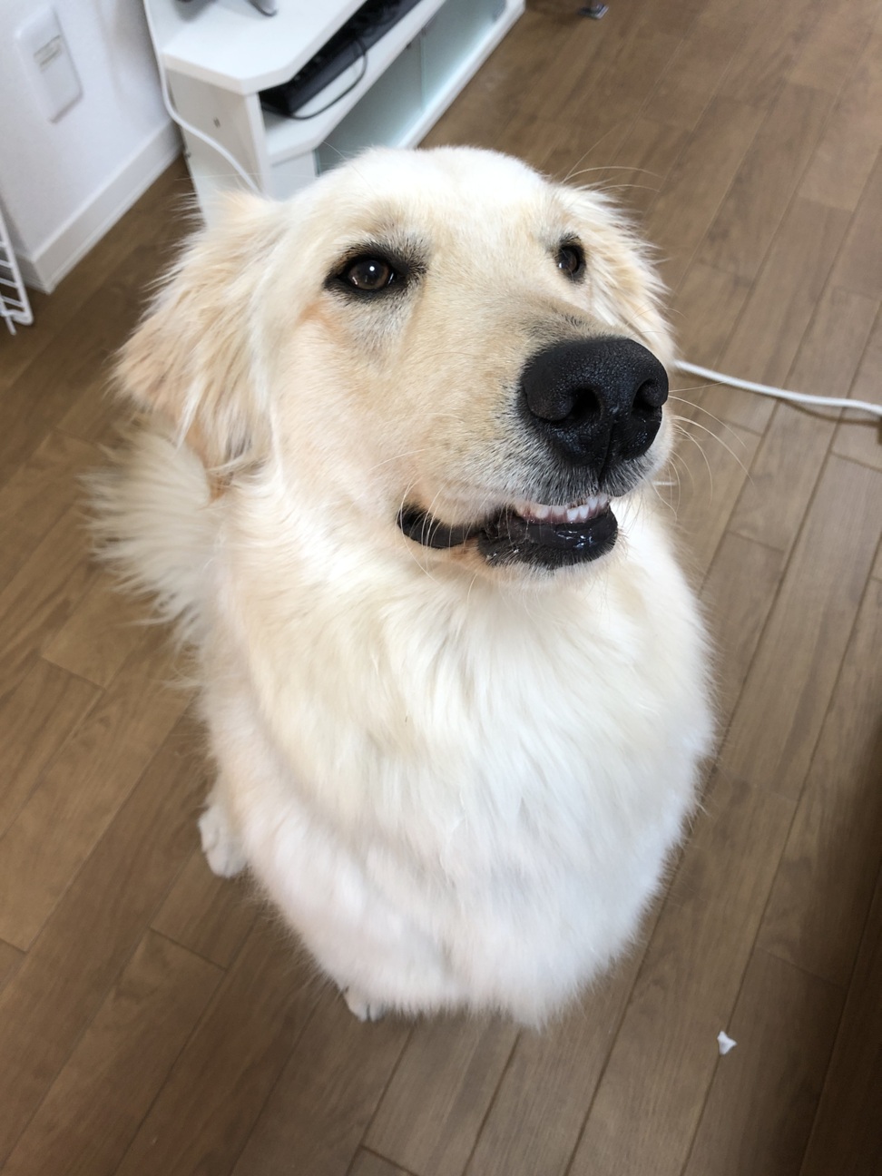 応募が多数ある為個別の返 神奈川県 犬の里親募集 ペットのおうち 月間利用者150万人