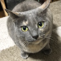 りん