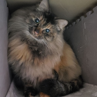 もふもふの長毛女子キャロライン、エイズ陽性