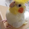 あぐちゃ