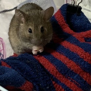 チーズ、うまうまぁ〜だいすき！！