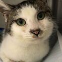 人馴れ頭突(=^.^=)ゴロスリさん