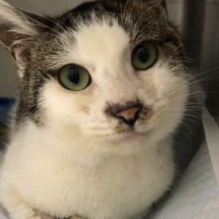 人馴れ頭突(=^.^=)ゴロスリさん
