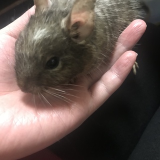 ブルーデグー 里親さん募集(4月で1歳になります)