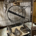 デグーの里親様を募集しています。