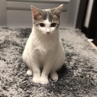 グレ