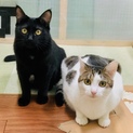 お留守番OK！一人暮らしの方OK！仲良し姉妹^ ^