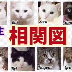 猫達の相関図