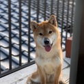 柴犬です
