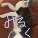 転勤のため猫5匹の里親様募集