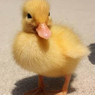 コールダック雛　３月10日〜15日孵化予定