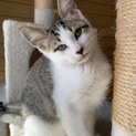【ボルシチ】おかげ様で里親さまが決まりました！
