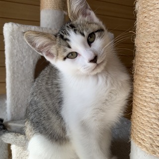 【ボルシチ】おかげ様で里親さまが決まりました！