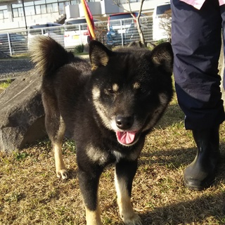 まあるい柴犬の男の子