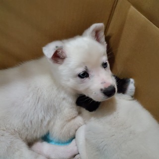 子犬ちゃんの家族を探しています