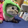 なりゅ