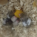 ゴールデンハムスター ノーマル メス