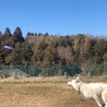ホワイトシェパード オス 5歳 サムネイル6