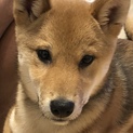 柴犬5ヶ月です